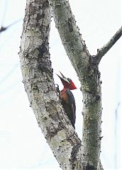 Red-necked Woodpecker